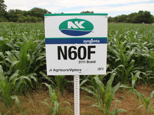 China began rejecting shipments of U.S. corn in November 2013 because the presence of MIR 162, also known as Syngenta&#039;s Agrisure Viptera, violated its no-tolerance policy on unapproved biotech traits. (DTN file photo)